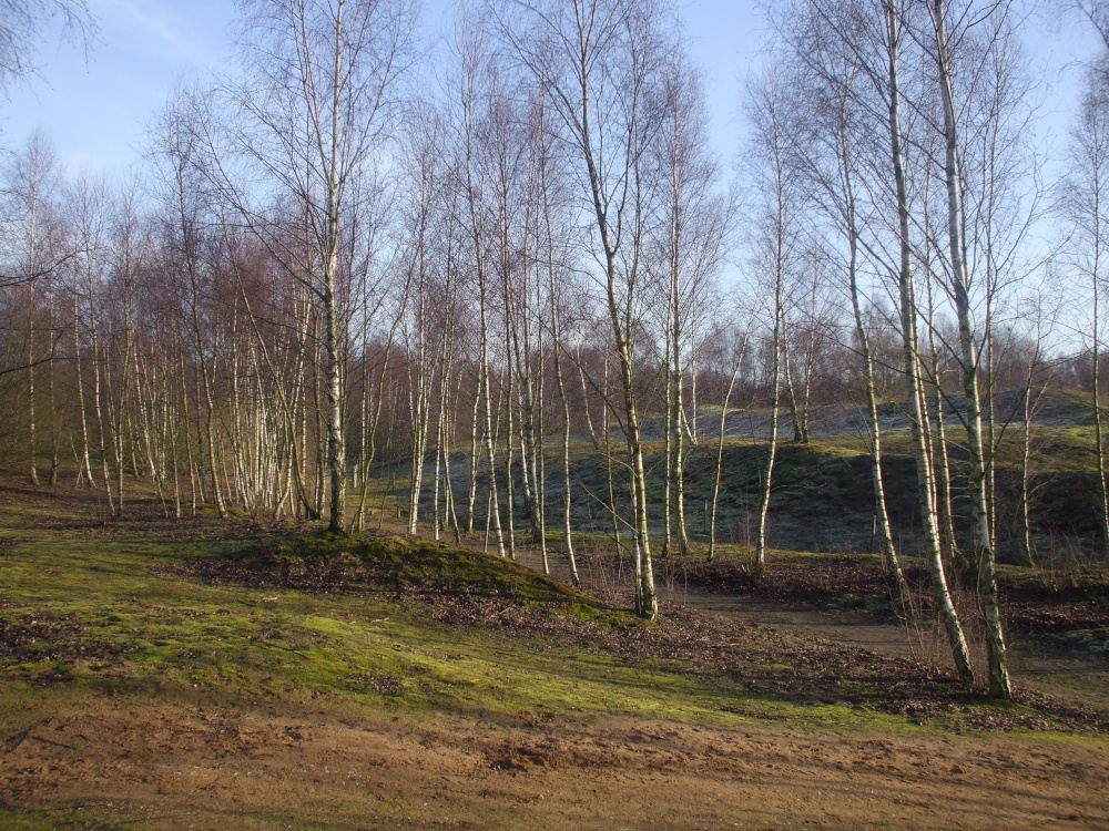 Beech trees at Whisby Natural Park in the winter