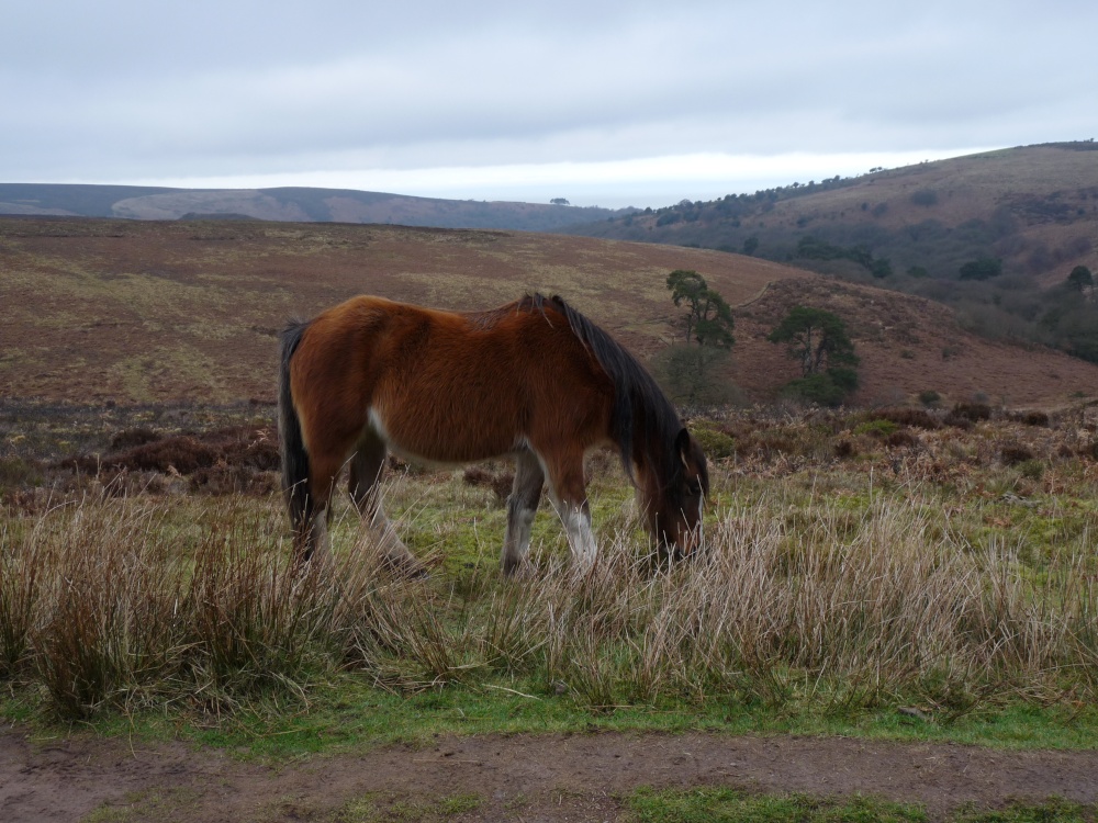 Quantock Hills