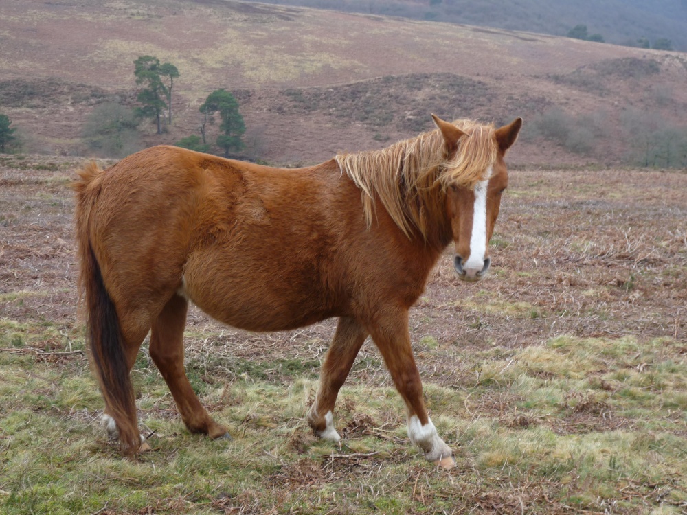 Quantock Hills