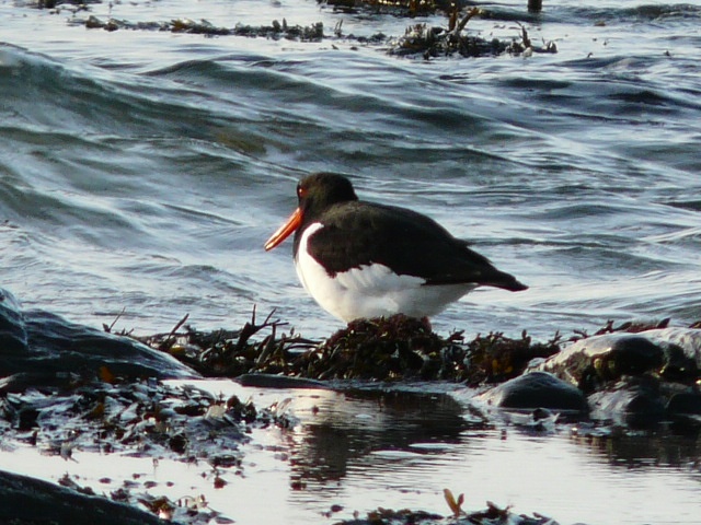 Oystercatcher chilling