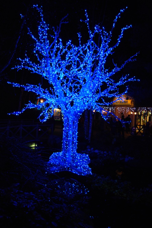 Blue tree day