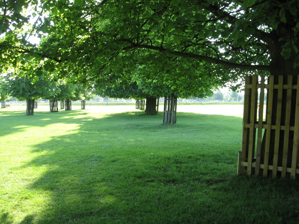 In the shade at Bushey Park photo by Karen Mennie