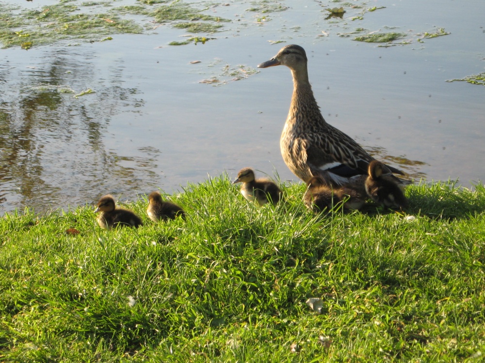 Mummy and baby ducklings taken at Bushey Park photo by Karen Mennie