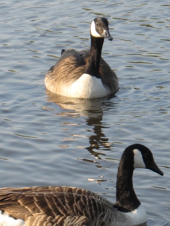 Geese having a swim in the stream at Bushey Park