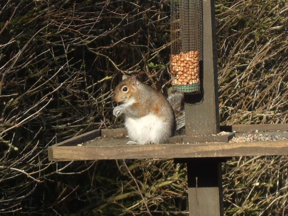 I can just manage one more peanut