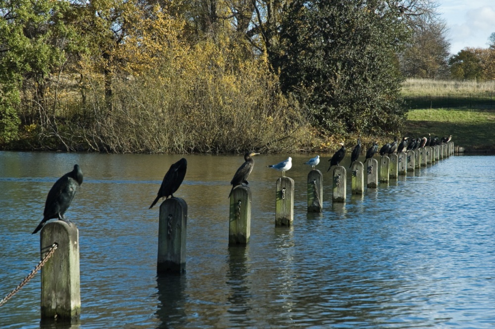 Cormorants in Hyde Park