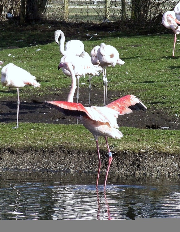 A picture of Wildfowl & Wetlands Trust Martin Mere