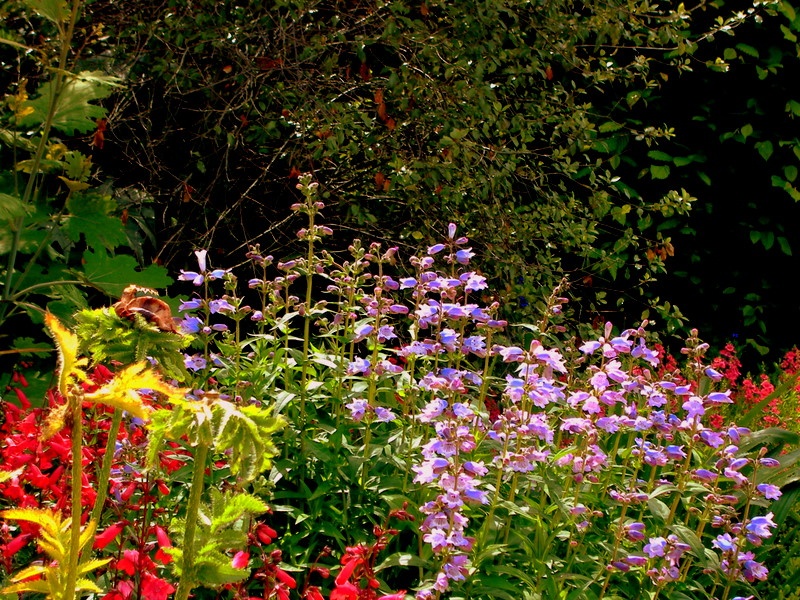 Arundel Castle Gardens