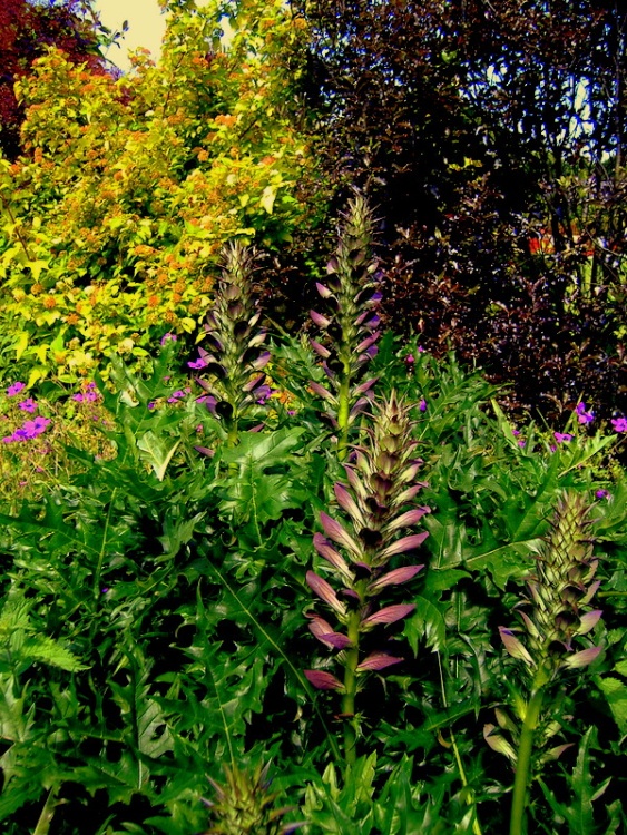 Arundel Castle Gardens