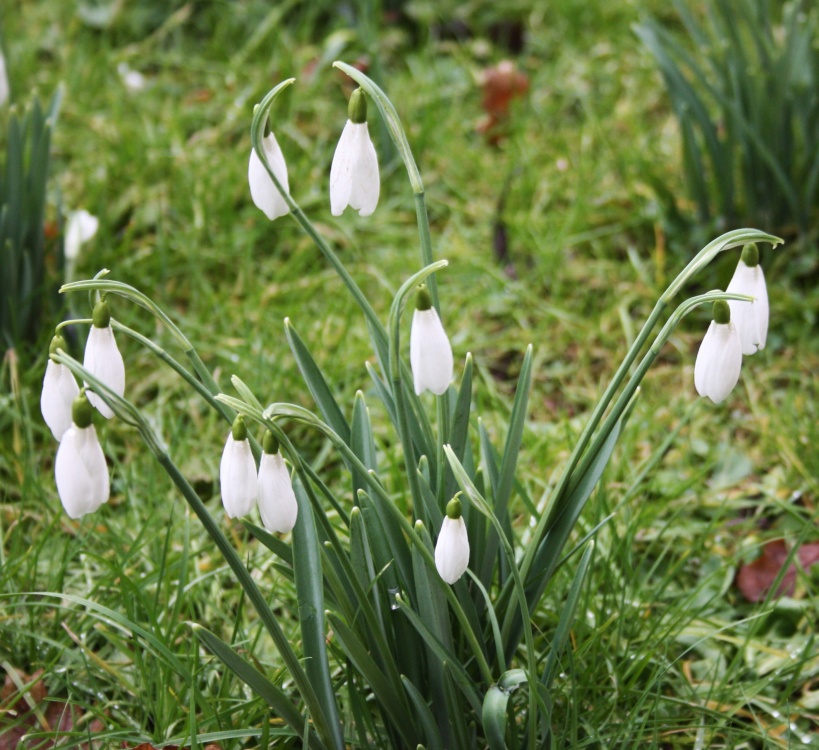 Snowdrops at Raveningham Hall