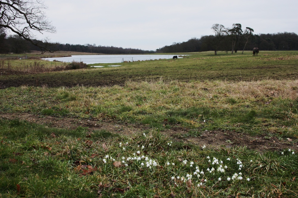 Raveningham Hall Grounds in Snowdrop Time