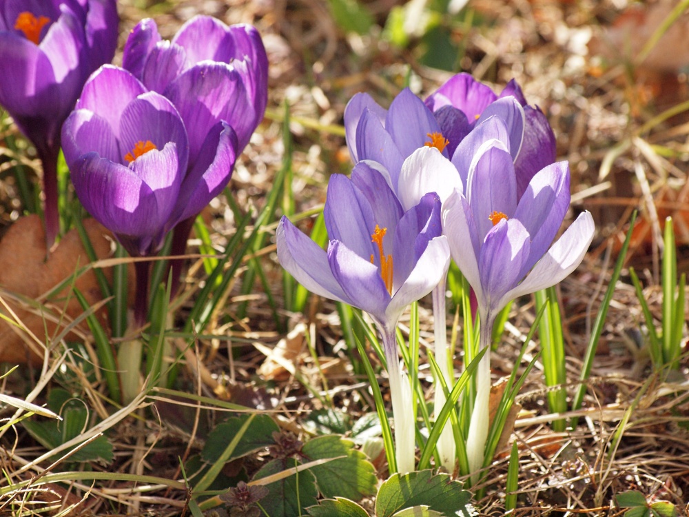 Crocuses in my garden, Steeple Claydon, Bucks