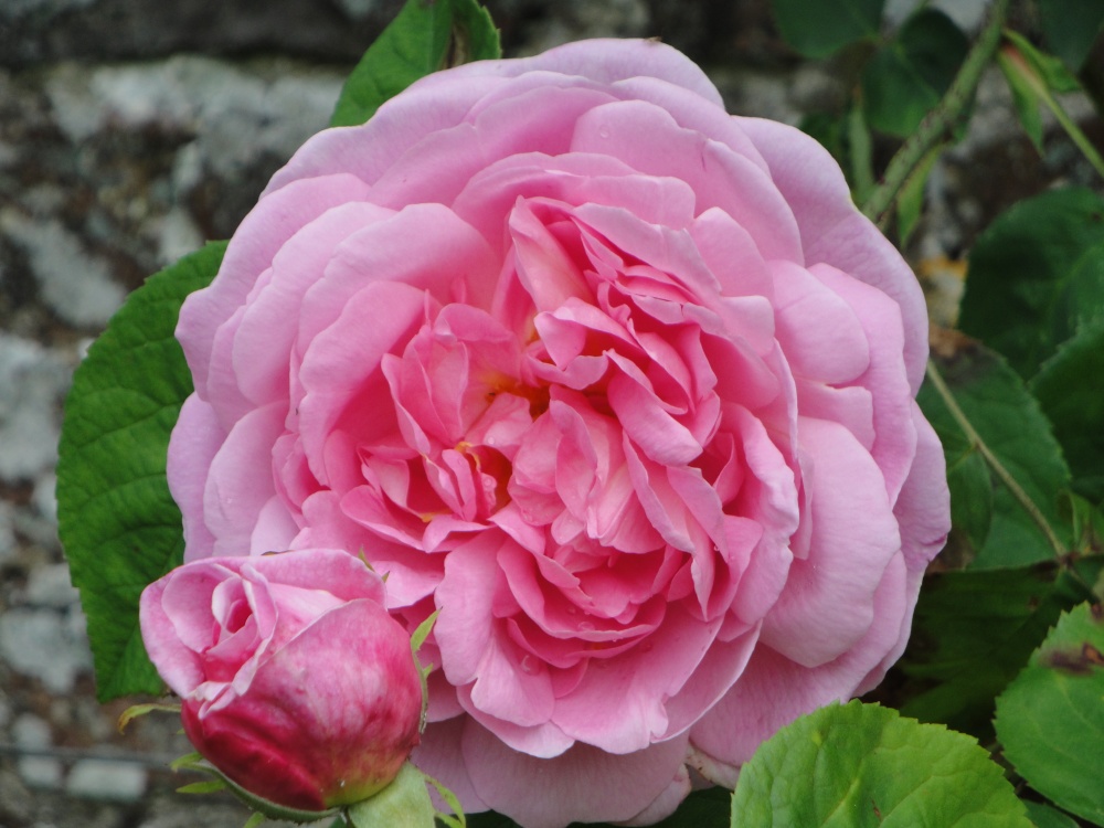 Rose at Castle Howard gardens