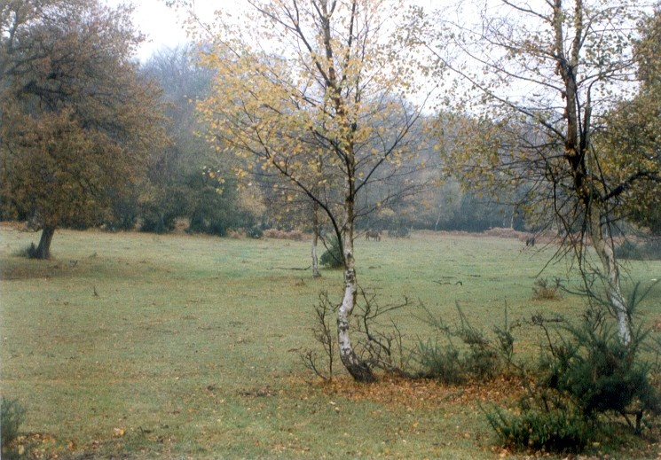 Autumn in the New Forest