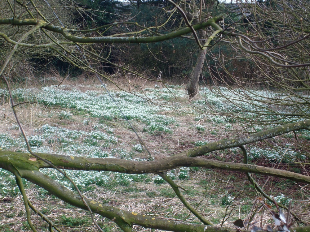 Snowdrop Wood