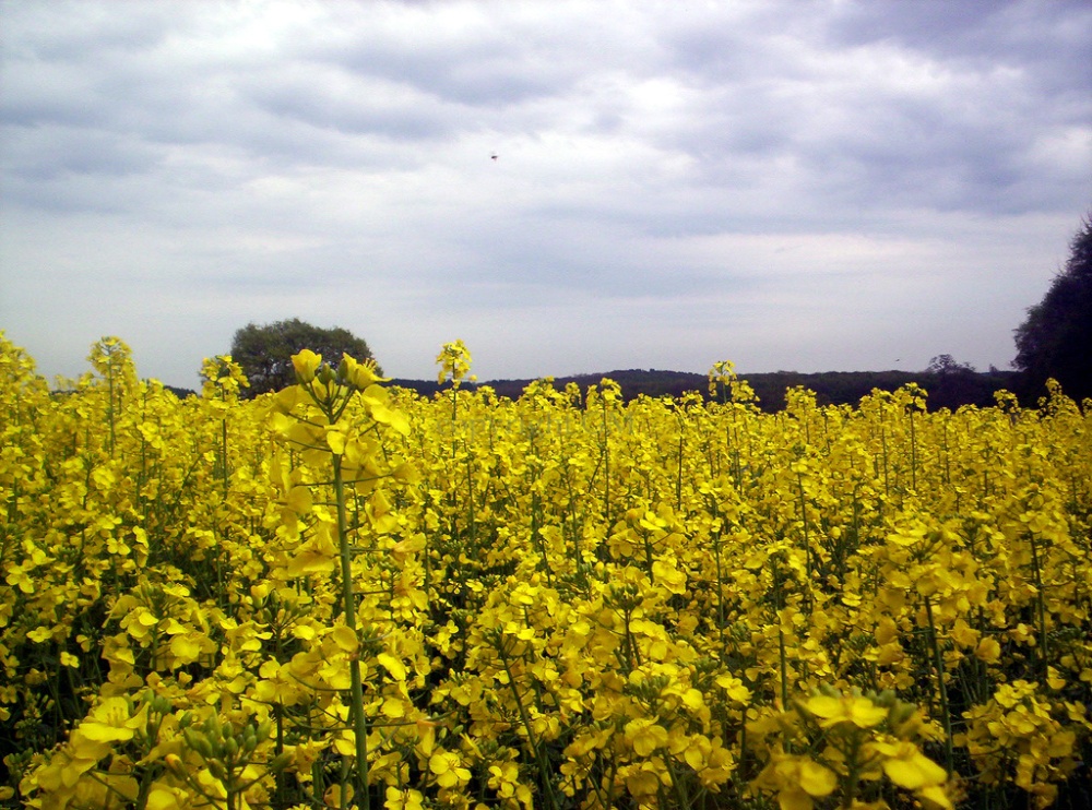 Farmed yellow, Nottinghamshire