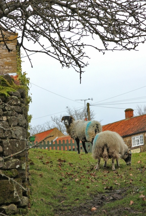 Hutton Le Hole 1