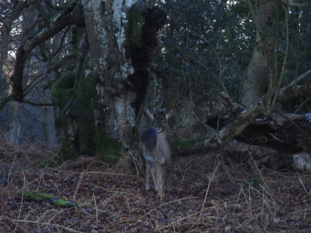 Young fallow