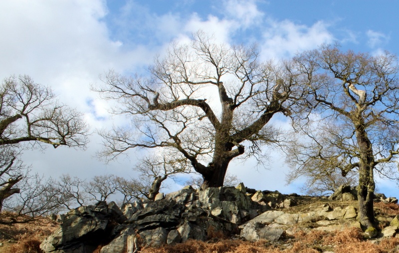 Bradgate Park