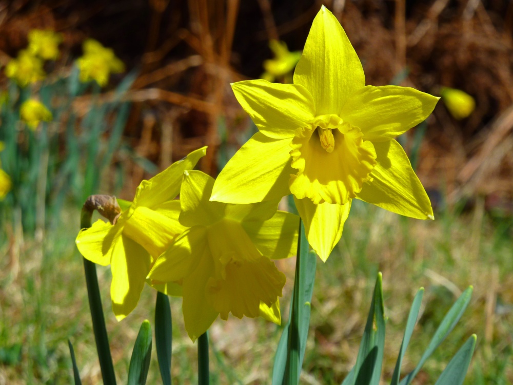 Daffodils