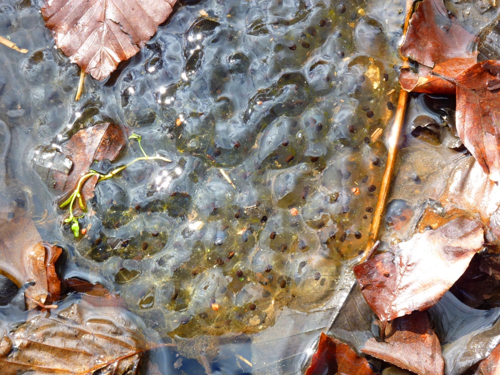 Frogspawn