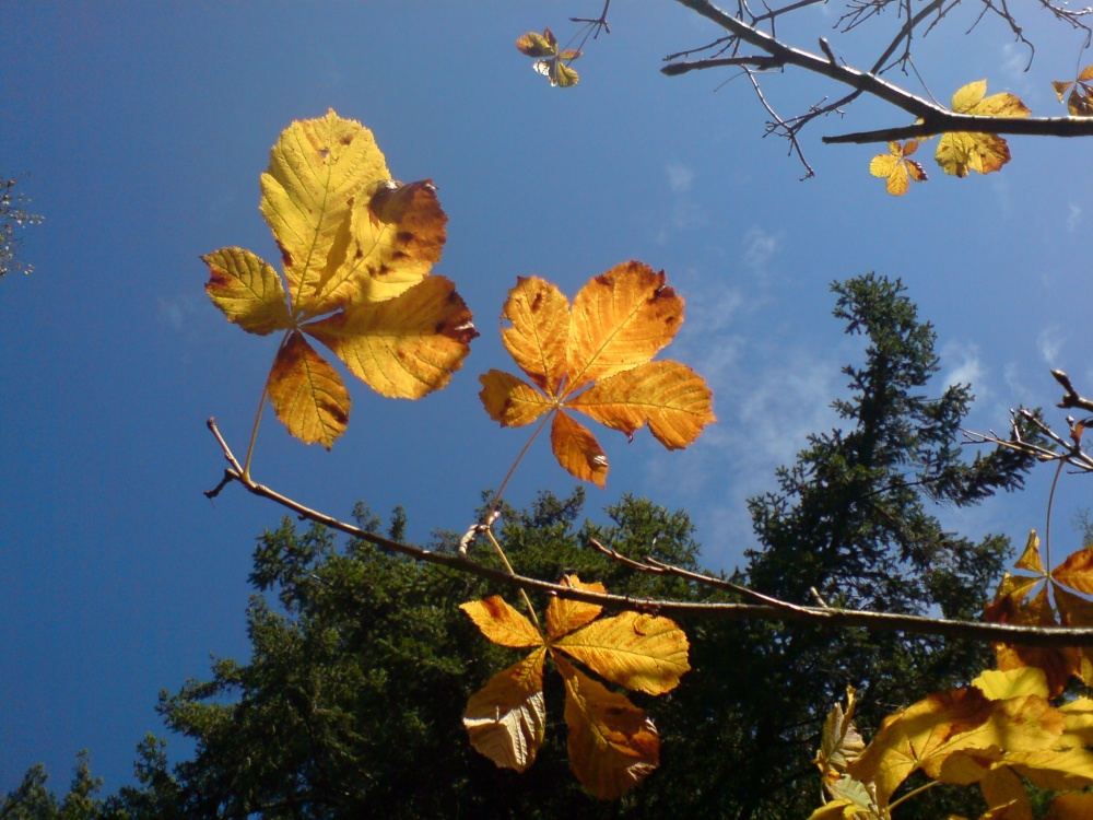 Autumn sky