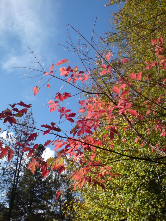 Another Autumn sky