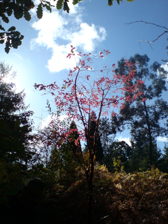 Rhinefield Ornamental garden