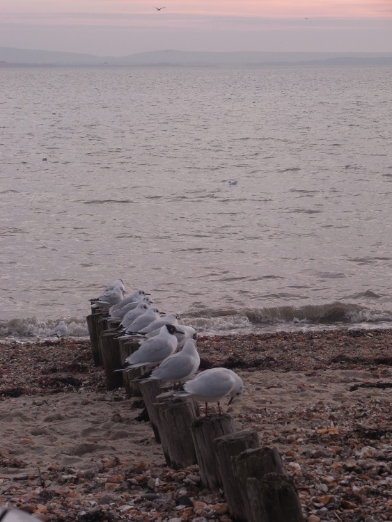 Gulls