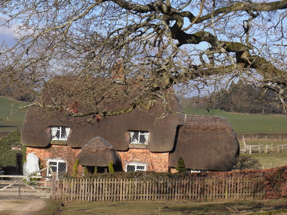 A forest cottage