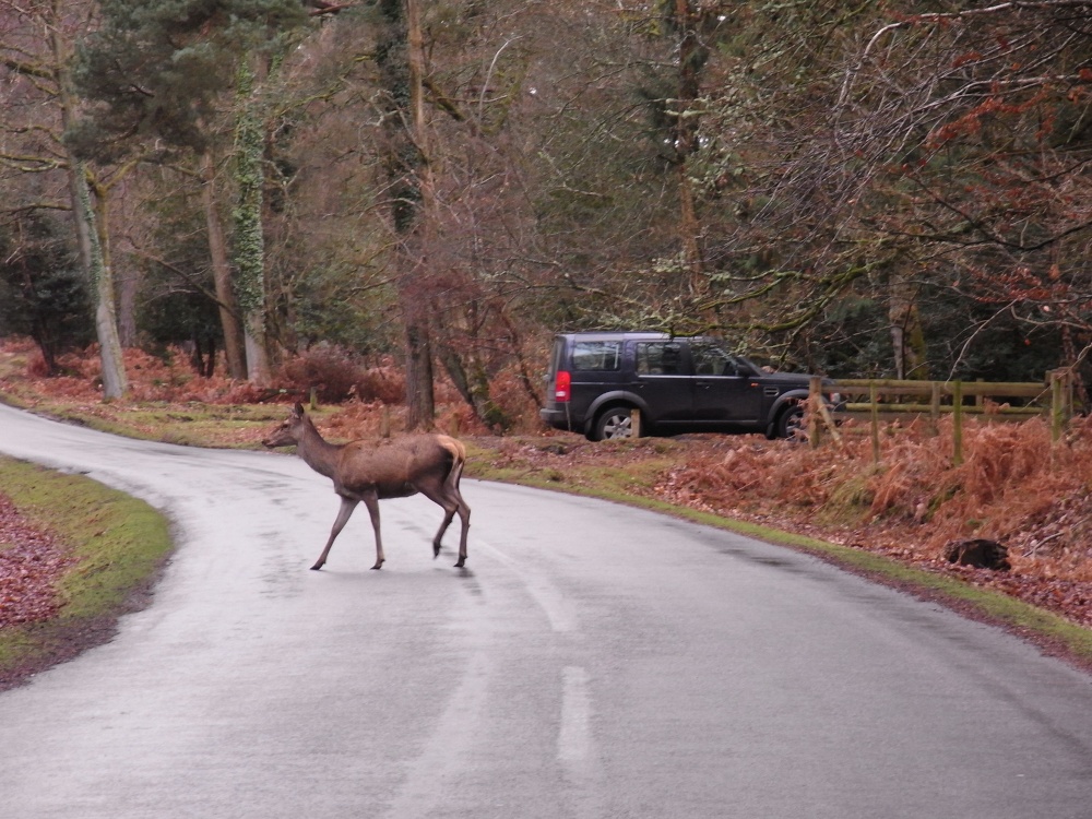 Deer in the forest