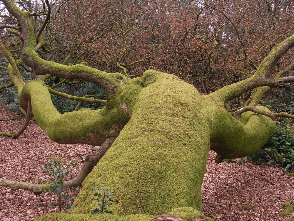 Fallen tree