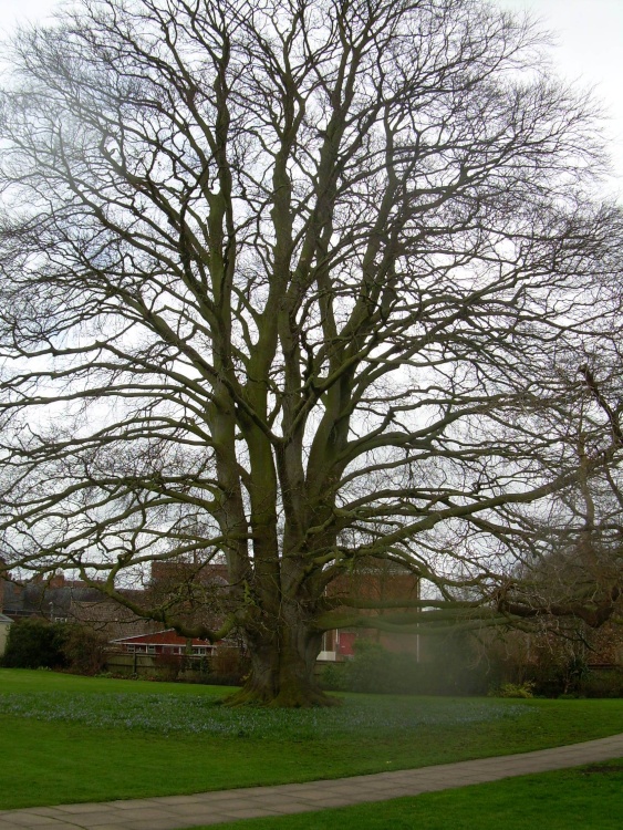 Old tree in Abbey grounds