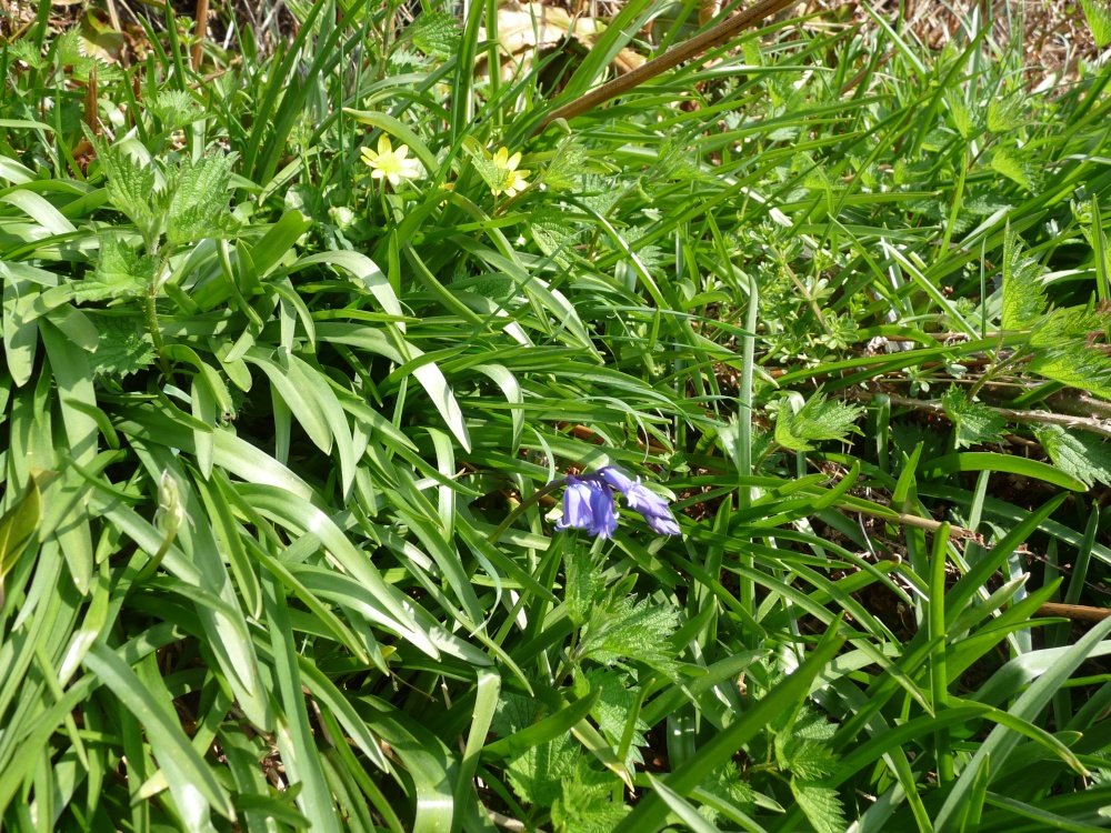 First Bluebell