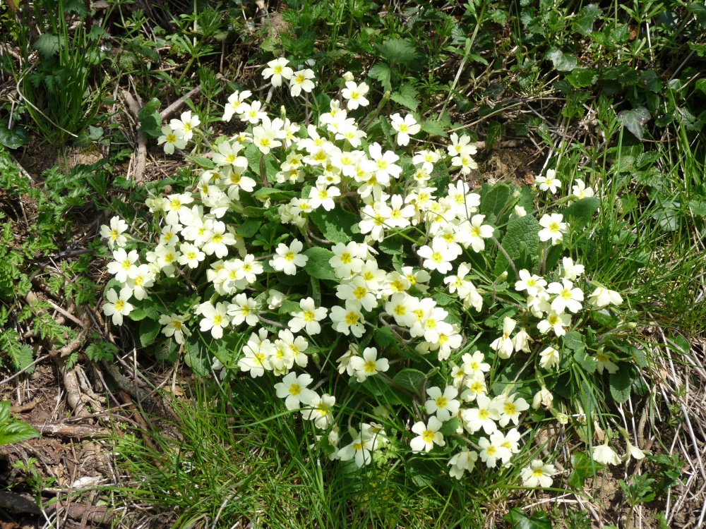 Primroses