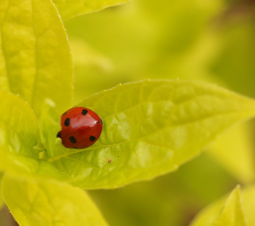 Ladybird, Steeple Claydon, Bucks