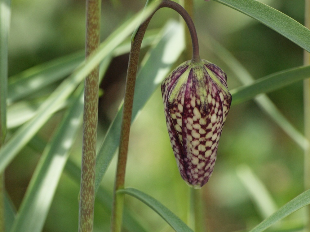 Fritillary, Steeple Claydon, Bucks