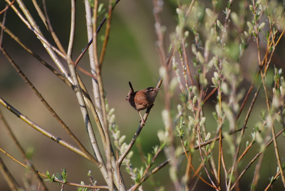 Wren