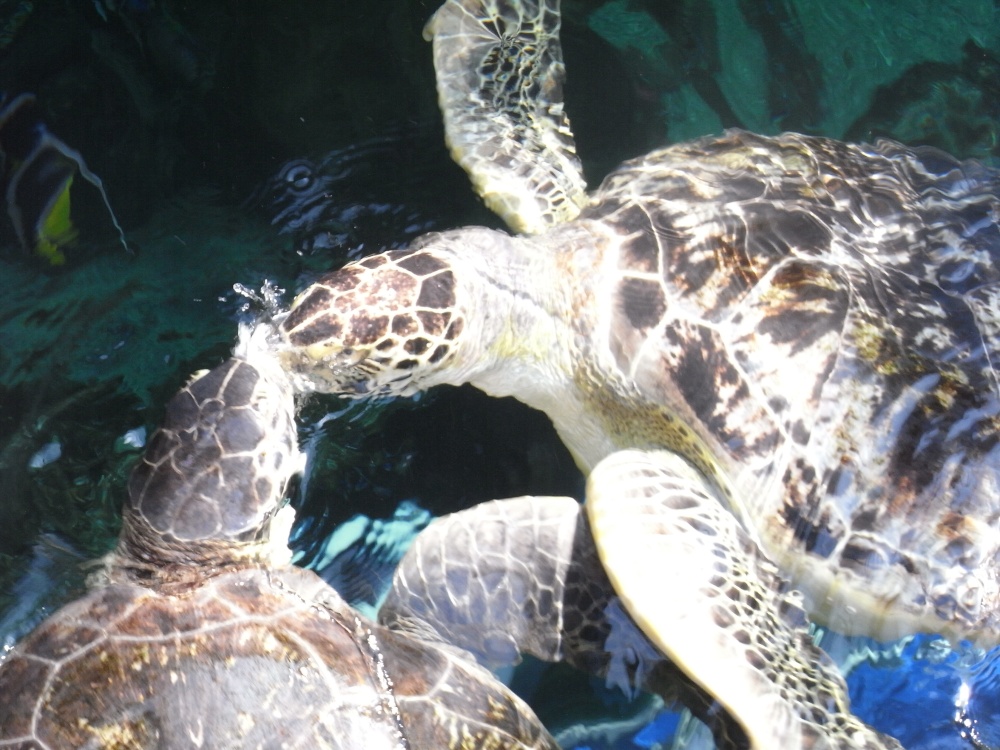 Bournemouth Oceanarium