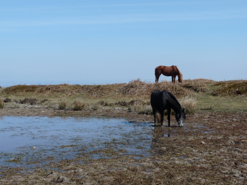 Quantock Hills