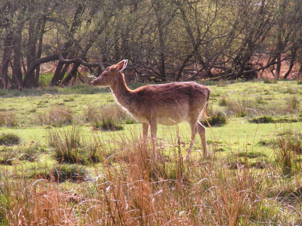 Forest Fallow