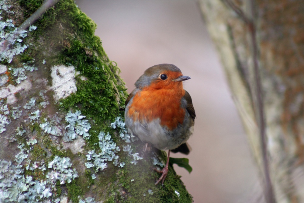 Robin at Stover Park