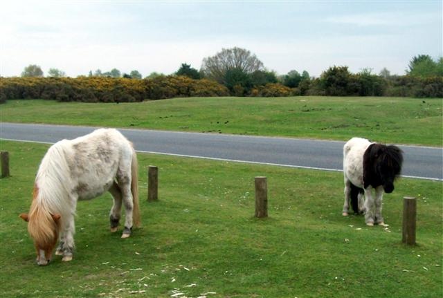 New  Forest  ponies