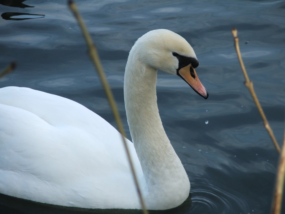 Me a Swan - go on!