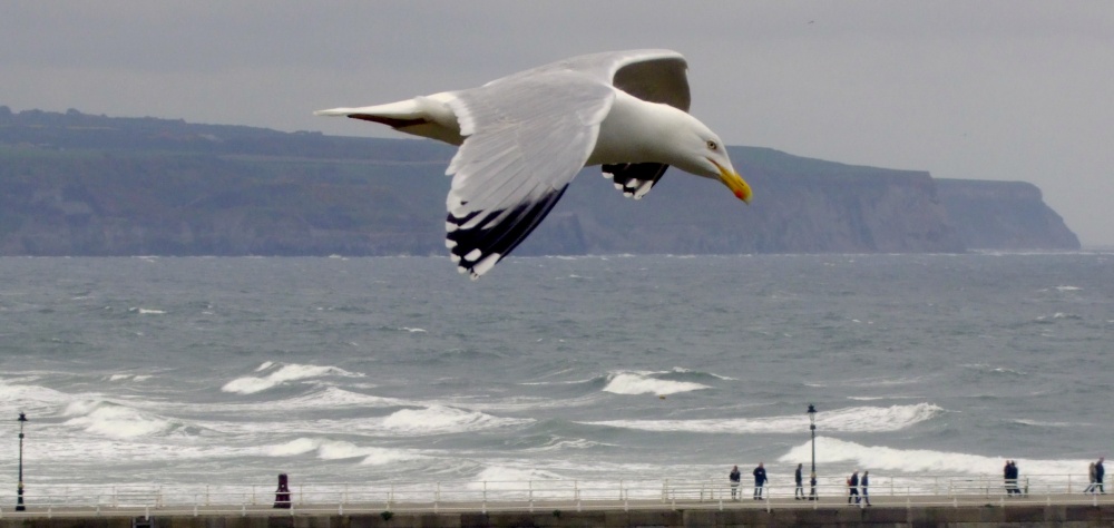 Flying over Whitby Harbour 2