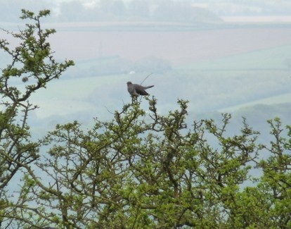 Quantock Hills