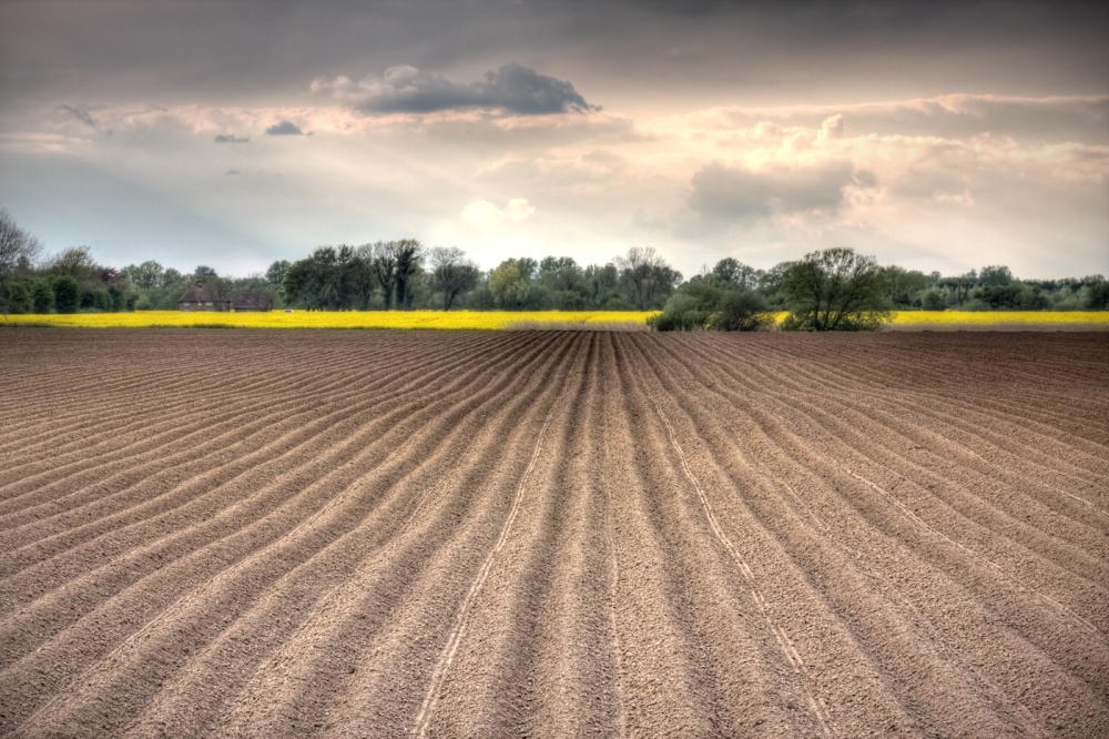 Photograph of Furrows