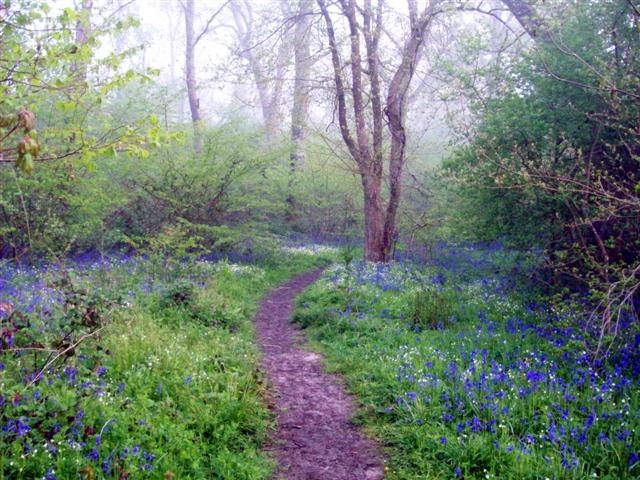 Photograph of Bluebell trail