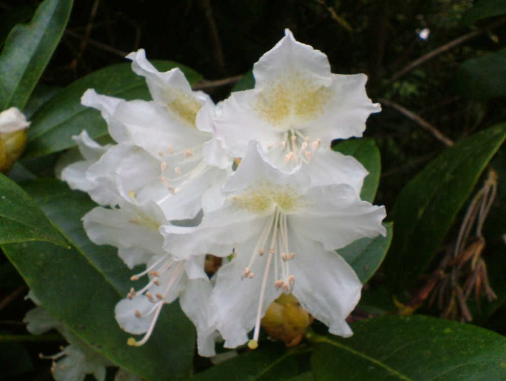 Rhododendron Hybrid 'Cunningham's White' at Otterhead May 2008