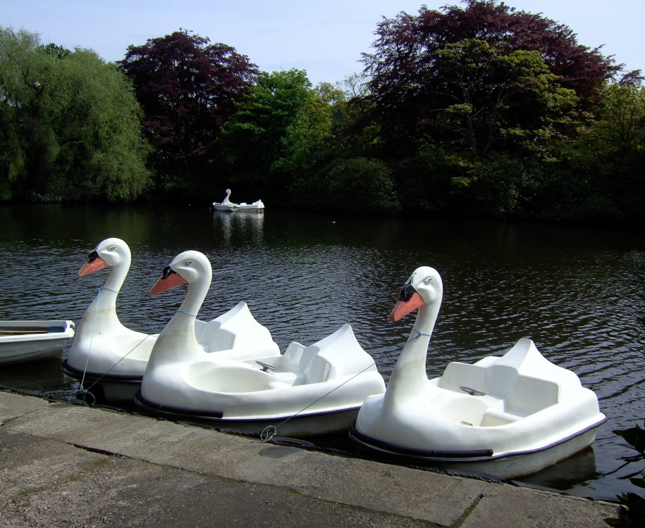 Swan Boats